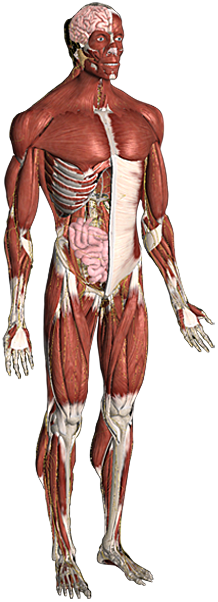 Musculature Diagram